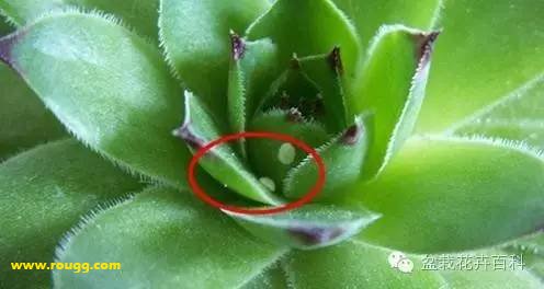 蚧壳虫中度危害 肉肉联盟告诉你怎样杀死介壳虫