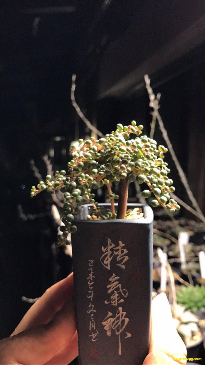 说明: 多肉植物露镜