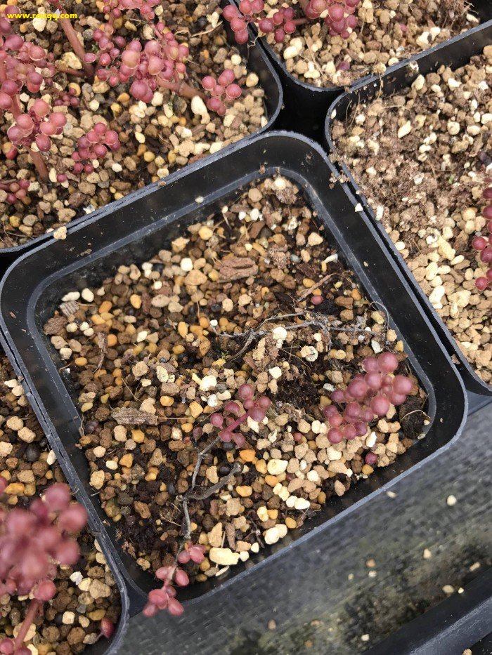 说明: 多肉植物露镜