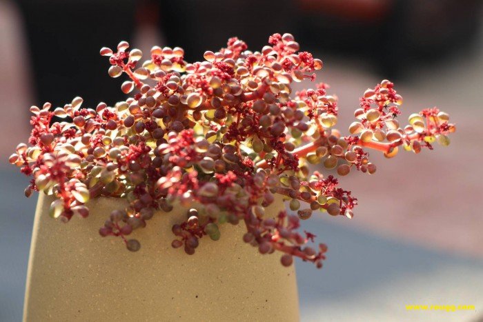 说明: 多肉植物露镜